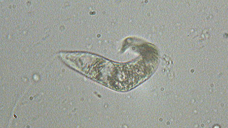 kinh hien vi sinh hoc soi euglena 1