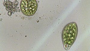 Kính hiển vi sinh học BNI-208 kinh hien vi sinh hoc soi euglena 3