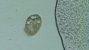 Kính hiển vi sinh học BBN-500T kinh hien vi sinh hoc soi paramecium 2
